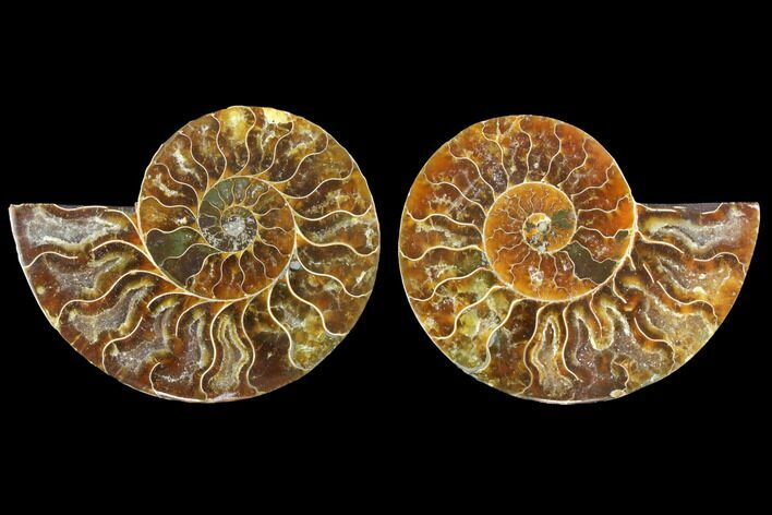 Agatized Ammonite Fossil - Crystal Filled Chambers #145843